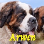 Arwen de l'Ermitage de Saint Roch