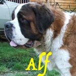 Alf de l'Ermitage de Saint Roch