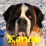 CH. U'karuna neige De la ferme du champ grison
